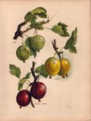 Gooseberries Selection 1891-1894 Antique Mary Rivers Fruit Illustration-5.
