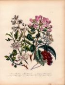 Rare 165-Yr-Old Antique Wildflower Gilt-Edged Illustration Jane Webb Loudon-35.