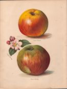 Apples Selection 1891-1894 Antique Mary Rivers Fruit Illustration-10.