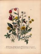 Rare 165-Yr-Old Antique Wildflower Gilt-Edged Illustration Jane Webb Loudon-33.