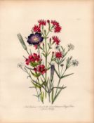 Rare 165-Yr-Old Antique Wildflower Gilt-Edged Illustration Jane Webb Loudon -18.