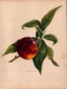 Pine Apple Nectarine 1891-1894 Antique Mary Rivers Fruit Illustration-21.