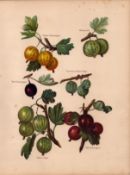 Gooseberries Selection 1891-1894 Antique Mary Rivers Fruit Illustration-7.
