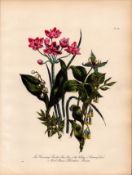 Rare 165-Yr-Old Antique Wildflower Gilt-Edged Illustration Jane Webb Loudon-60.