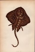 Starry Ray 1869 Antique Johnathan Couch Coloured Engraving.