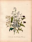 Rare 165-Yr-Old Antique Wildflower Gilt-Edged Illustration Jane Webb Loudon -2.