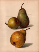 Pears Selection 1891-1894 Antique Mary Rivers Fruit Illustration-13.