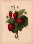 Strawberries 1891-94 Fruit Growers Guide Antique May Rivers Illustration-1.