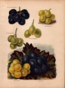 Grapes Vibert Muscat, Maroc, Muscadine Fruit Antique Mary Rivers Illustration-2.