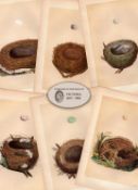 Job Lot 7 Antique 150-Year-Old Colour Engravings Rev Morris Nests -4.