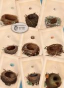 Job lot 10 Antique 150-Year-Old Colour Engravings Rev Morris Bird Nests -1.