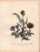 Rare 165-Yr-Old Antique Wildflower Gilt-Edged Illustration Jane Webb Loudon-27.