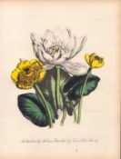 Rare 165-Yr-Old Antique Wildflower Gilt-Edged Illustration Jane Webb Loudon -5