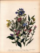 Rare 165-Yr-Old Antique Wildflower Gilt-Edged Illustration Jane Webb Loudon-43.