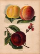 Peaches Selection 1891-1894 Antique Mary Rivers Fruit Illustration-18.