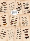 Job Lot Rev Morris British Moths 1896 Antique Hand-Coloured Lithographs -3.