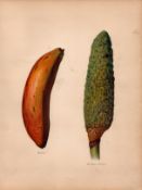 Bananas Monstera Deliciosa 1891-1894 Antique Fruit Illustration-24.
