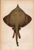Burton Skate 1869 Antique Johnathan Couch Coloured Engraving.