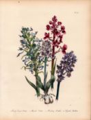 Rare 165-Yr-Old Antique Wildflower Gilt-Edged Illustration Jane Webb Loudon-56.