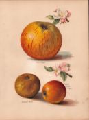 Apples Selection 1891-1894 Antique Mary Rivers Fruit Illustration-11.