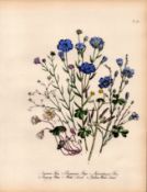 Rare 165-Yr-Old Antique Wildflower Gilt-Edged Illustration Jane Webb Loudon -19.