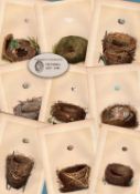Jot Lot 10 Antique 150-Year-Old Colour Engravings Rev Morris Bird Nests -3.