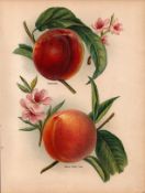 Apples Selection 1891-1894 Antique Mary Rivers Fruit Illustration-27.