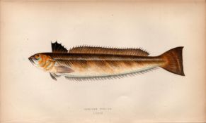 Greater Weever 1868 Antique Johnathan Couch Coloured Fish Engraving.