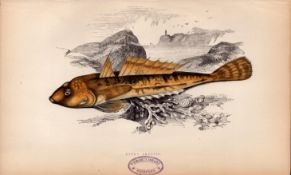 Dusky Skulpin 1869 Antique Johnathan Couch Coloured Fish Engraving.