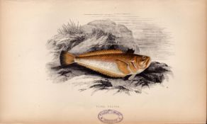 Viper Weever 1869 Antique Johnathan Couch Coloured Fish Engraving.