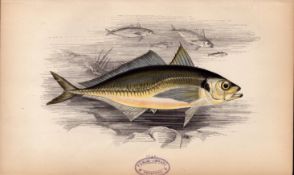Scad 1869 Antique Johnathan Couch Coloured Fish Engraving.