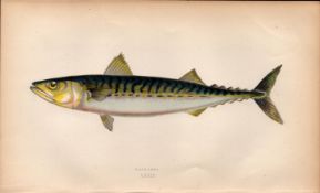 Mackerel 1868 Antique Johnathan Couch Coloured Fish Engraving.