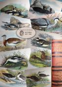Antique 1896 Hardback Edition British Birds Vol-3 Lloyds Natural History 30 Plates.