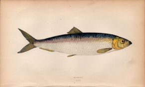 Herring 1869 Antique Johnathan Couch Coloured Fish Engraving.