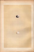 Crested Tit Antique 1875 Engraving Rev Morris Nests & Eggs-65.