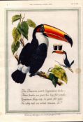 Original 72-Year-Old 1952 Guinness Print -The Toucans GE 1831 #-22.