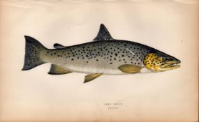 Lake Trout Antique Johnathan Couch Coloured Fish Engraving.
