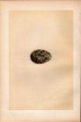 Hooded Crow Antique 1875 Engraving Rev Morris Nests & Eggs-93.