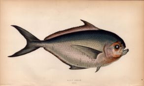 Ray’s Bream 1868 Antique Johnathan Couch Coloured Fish Engraving.
