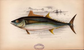 Germon 1869 Antique Johnathan Couch Coloured Fish Engraving.