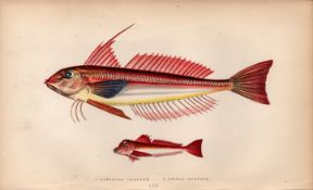 Lanthorn & Little Gurnard Antique Johnathan Couch Fish Engraving.
