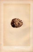 Osprey Fishing Hawk Antique 1875 Engraving Rev Morris Nests & Eggs-11.