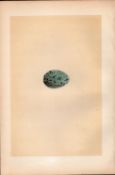Jackdaw Antique 1875 Engraving Rev Morris Nests & Eggs-97.