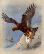 Thorburn Antique Scarce 1st Edition Bird Print The Majestic Golden Eagle-32.
