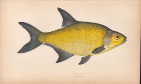 Lake Bream 1869 Antique Johnathan Couch Coloured Engraving.