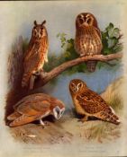 Thorburn Antique Scarce 1st Edition Large Bird Print the Owl Family-26.