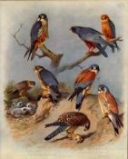 Antique Scarce Large First Edition Bird Print Falcon, Hobby, Merlin-38
