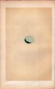 Yellow Cuckoo Antique 1875 Engraving Rev Morris Nests & Eggs-115.