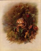 Thorburn Antique First Edition Scarce Lithograph The Dormouse Plate-25.