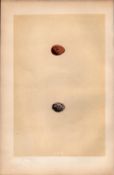 Tree Pipit Antique 1875 Engraving Rev Morris Nests & Eggs-143.